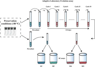 Better under stress: Improving bacterial cellulose production by Komagataeibacter xylinus K2G30 (UMCC 2756) using adaptive laboratory evolution